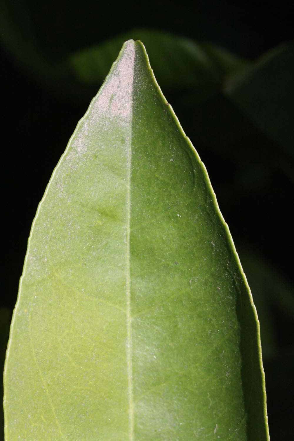              Margin (Riverside, CA)       